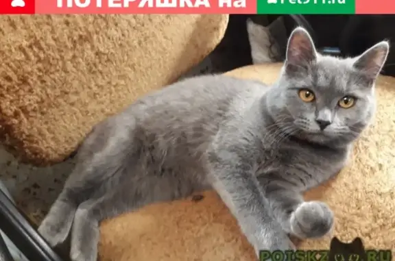 Кошки потеряшки, Кострома, фото: Потеряшка котик Томасик в районе Сутырина