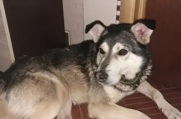 Найдена собака в Мкр Королёвка, Смоленск