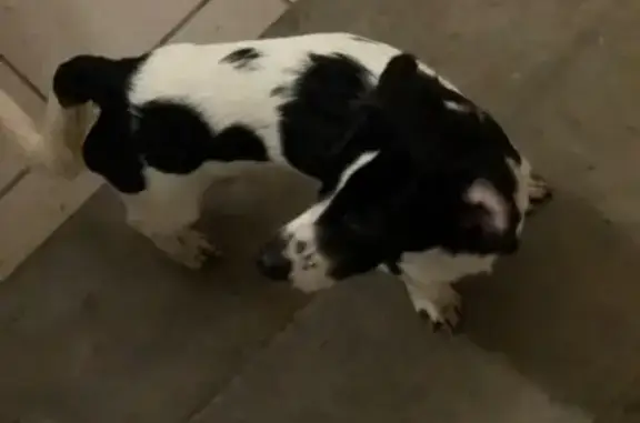 Найдена собака на улице Киевская