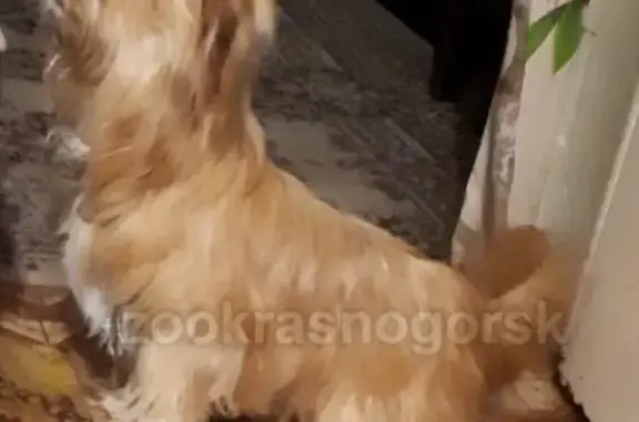 Найдена собака у остановки дом отдыха в пос. Снегири, МО