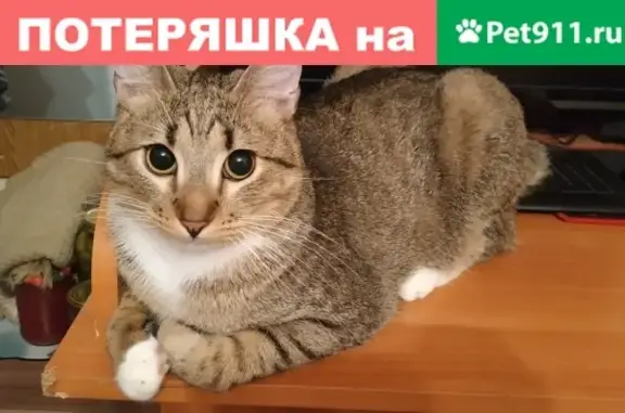 Пропал кот на улице Конной, Псков