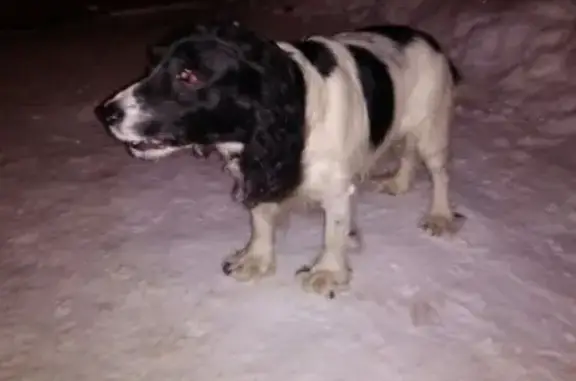 Найдена собака в Гатчине, СОС!