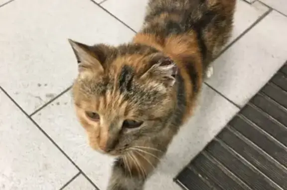 Найдена кошка в Пятёрочке в Шаблыкино