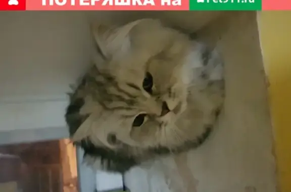 Найдена ласковая кошка на ул. Фрунзе, 1Б