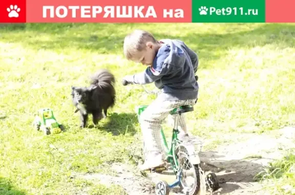 Собаки потеряшки, Костино, фото: Потеряшка собака Тобик в районе магазина Магнит, Костино