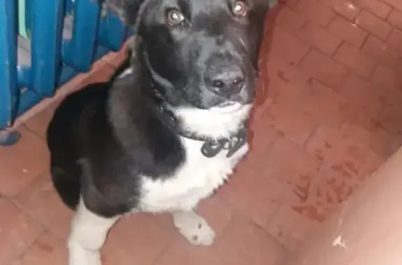 Найдена собака у м. Ломоносовская, СПБ: черный ошейник, ищет хозяина