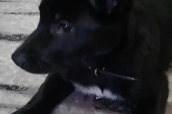 Найдена собака возле магазина Каскад в Сыктывкаре