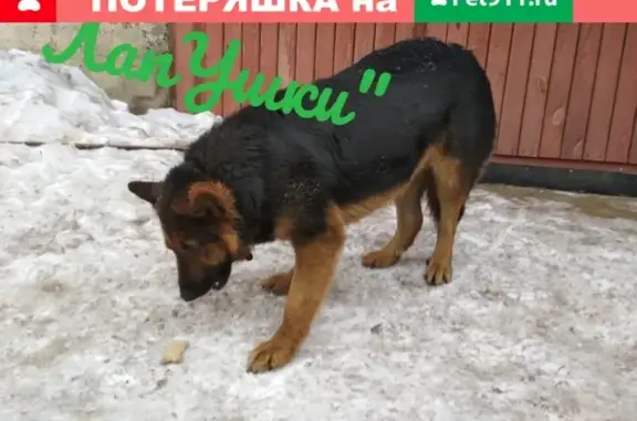 Найдена собака в Красноярске!