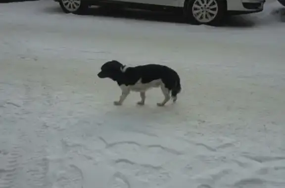 Потерянная собака на Ленина 74 в Сургуте