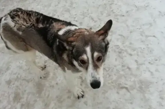 Потерянная собака в районе Попова