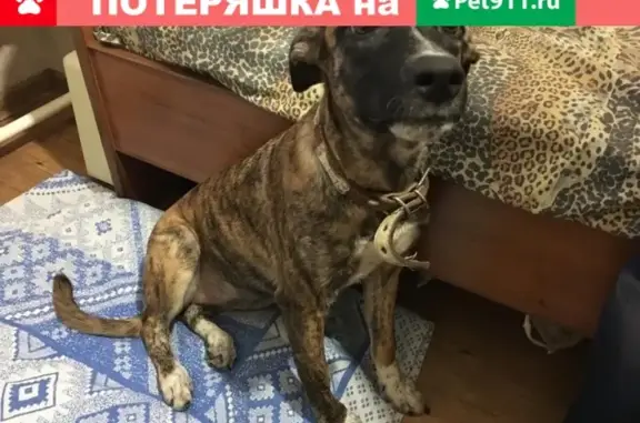 Найдена собака в Черниковке, Уфа - Дори, возраст около года.