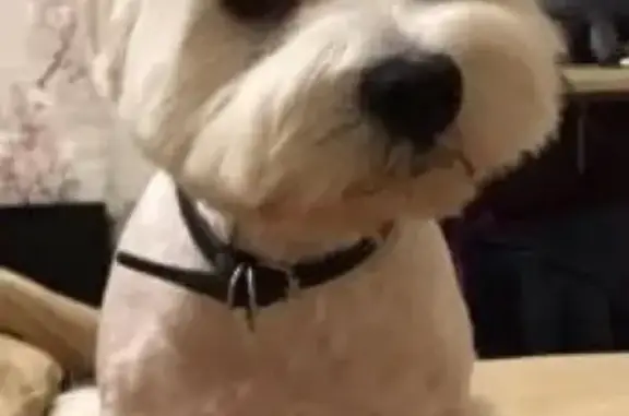 Пропала слепая собака-терьер в Москве