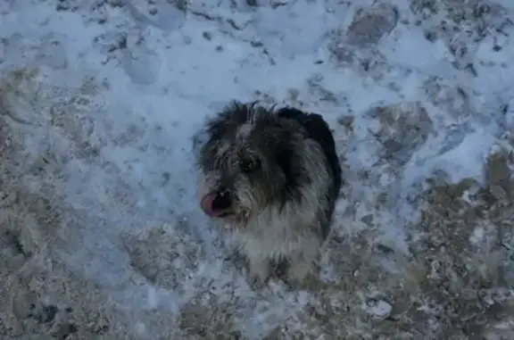 Пропала собака Вольт на улице Доватора в Ленинском районе