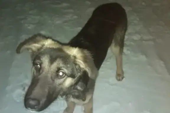 Собака найдена в Сердовино, ищем хозяина.