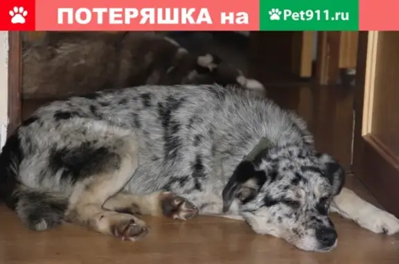Найдена собака под Оленегорском, ищем хозяина