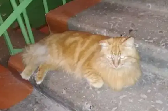 Найдена кошка на Октябрьском проспекте, 68