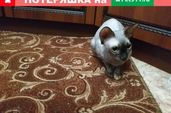 Найдена кошка на Взлетной/Ускова, Барнаул [id72209018]