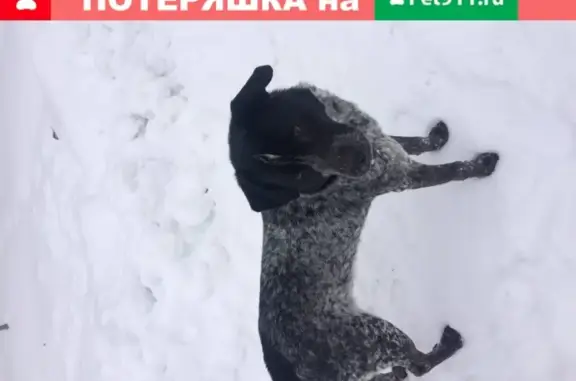 Собака Кабель найдена в Старом Семенково, Владимирская обл.