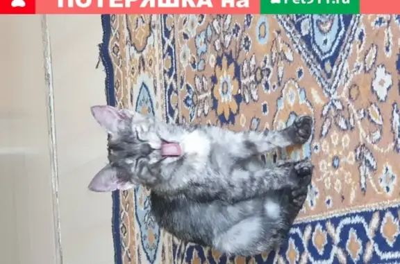 Найден котенок на ул. Кастанаевской, домашний и приучен к лотку