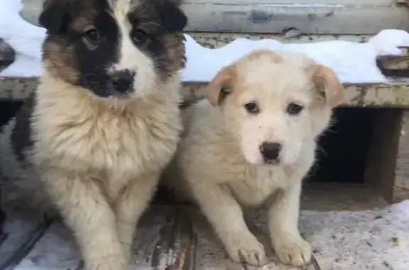 Пропала собака на Пекарского, 4 в Якутске