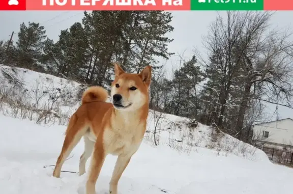 Пропала собака в районе металлурга, Самара