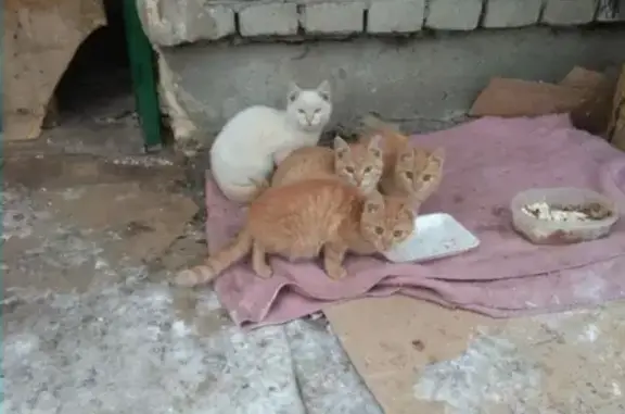 Найдена кошка на улице в Кургане