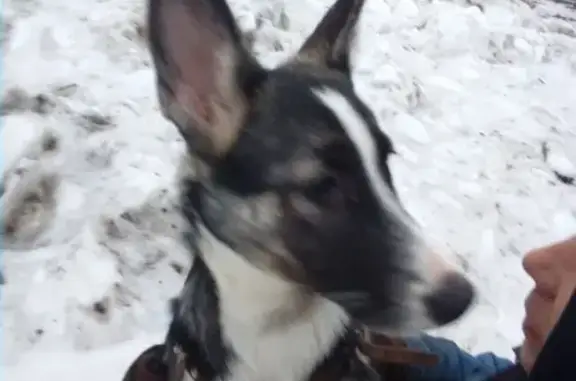 Найдена собака на Кузнецовском плато, Красноярск
