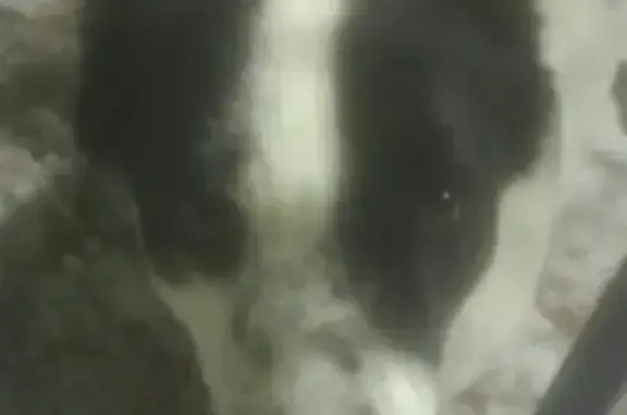 Найдена собака в Йошкар-Оле, фенотип алабая, ищем хозяев.