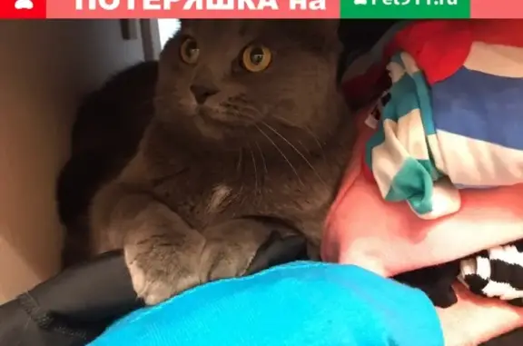 Пропала кошка Анфиса в Белореченске после ДТП