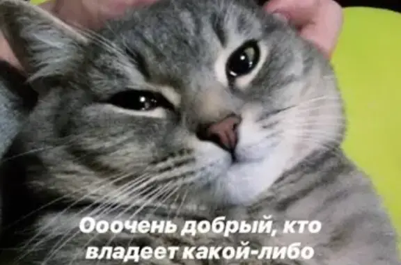 Кошки потеряшки, Владимир, фото: Потеряшка кот в р-не Верхней Дубровы, Владимир