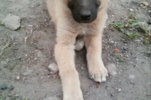 Пропала собака Рудик в районе Досаафа, Кызыл