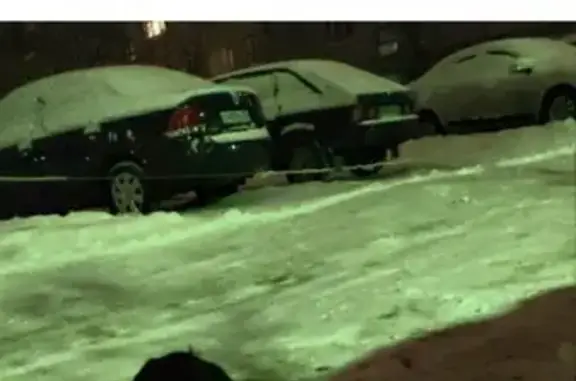 Собаки потеряшки, Великий Новгород, фото: Потеряшка собака Чарли на ул. Германа, возможно на Химиков д6