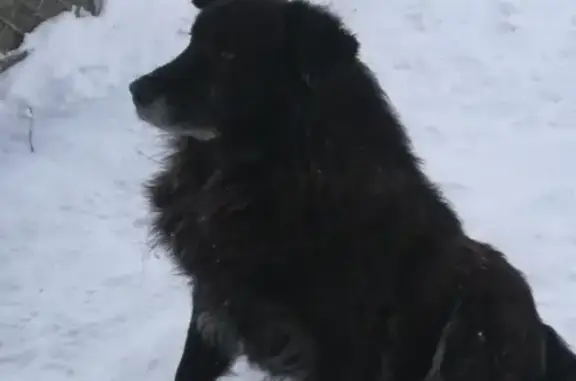 Найдена чёрная пушистая собака в Калининском районе СПб
