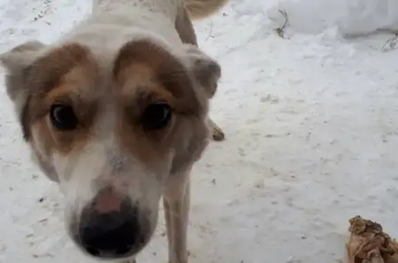 Потерянная собака в Сызрани, возможно ваша