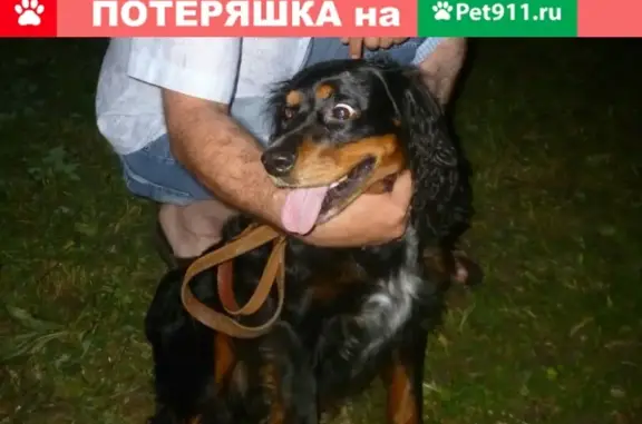 Собаки потеряшки, Липецк, фото: Потеряшка собака на площади героев в Липецке