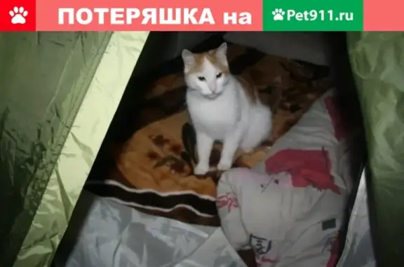 Пропала кошка в СНТ Алюмино, Всеволожск-Щеглово, адрес ул. Южная