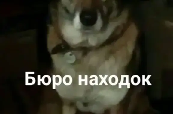 Найдена умная собака в Турдеевске, просьба найти хозяев