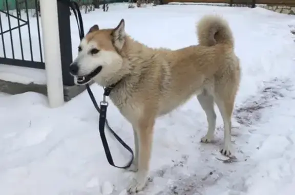 Найдена собака в Екатеринбурге, посёлок Шувакиш
