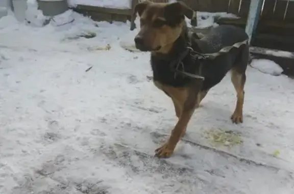 Найдена собака в Белёве, ищем хозяина