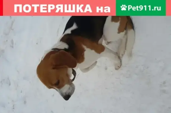 Собака найдена на ул. Воробьевская, 35