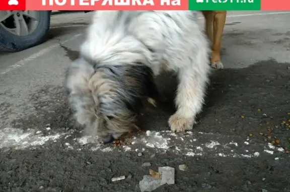 Найдена ласковая собака в Симферополе 20.01