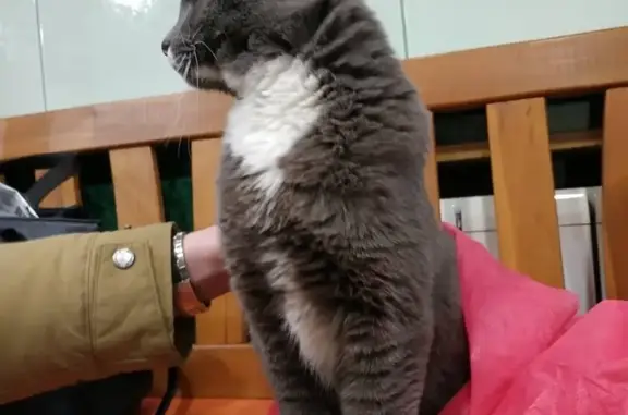 Найден серый кот в районе Глобуса, Екатеринбург