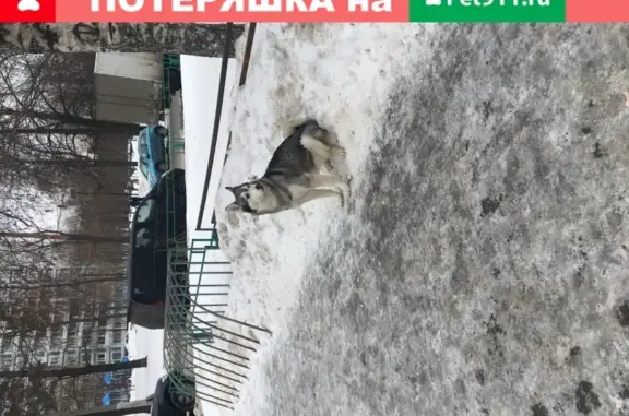 Найдена собака на улице Стартовая в Лосиноостровском районе