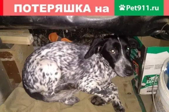 Найдена собака в районе Ставропольская-Кирова, ищем хозяина!