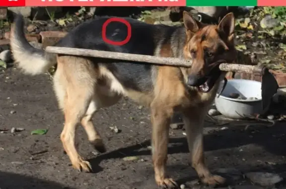 Пропала собака в Азове: помогите найти Джоя!