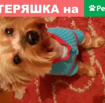 Пропала собака Ричик в Новокузнецке