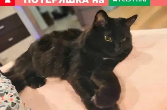 Найдена кошка на Ярославском ш., 120