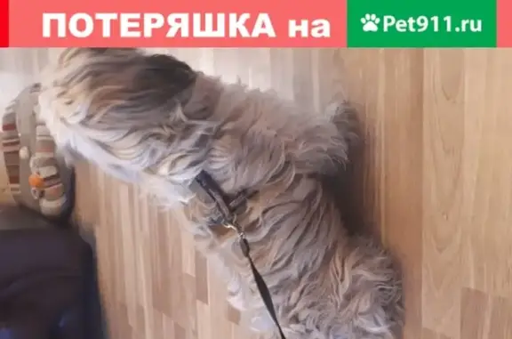 Собака найдена на станции Крёкшино в Москве