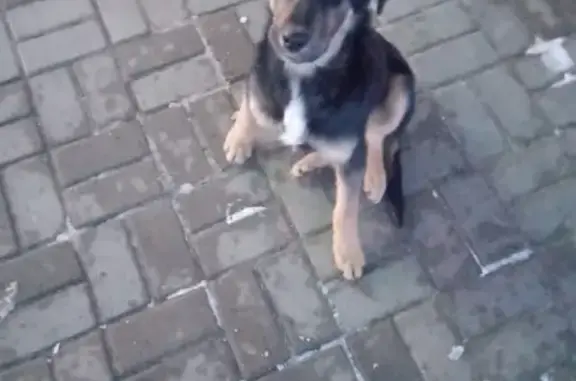 Найдена собака на Волчанской, Белгород
