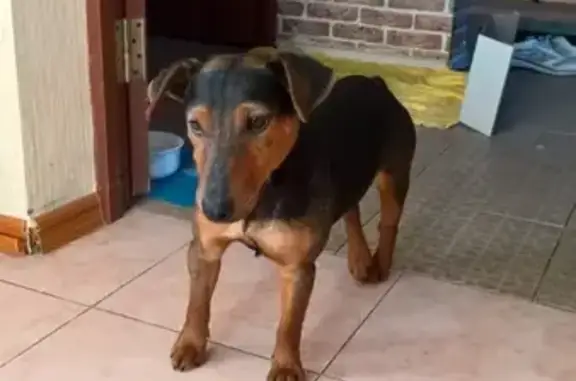 Найдена собака в Батайске, ул. Половинко